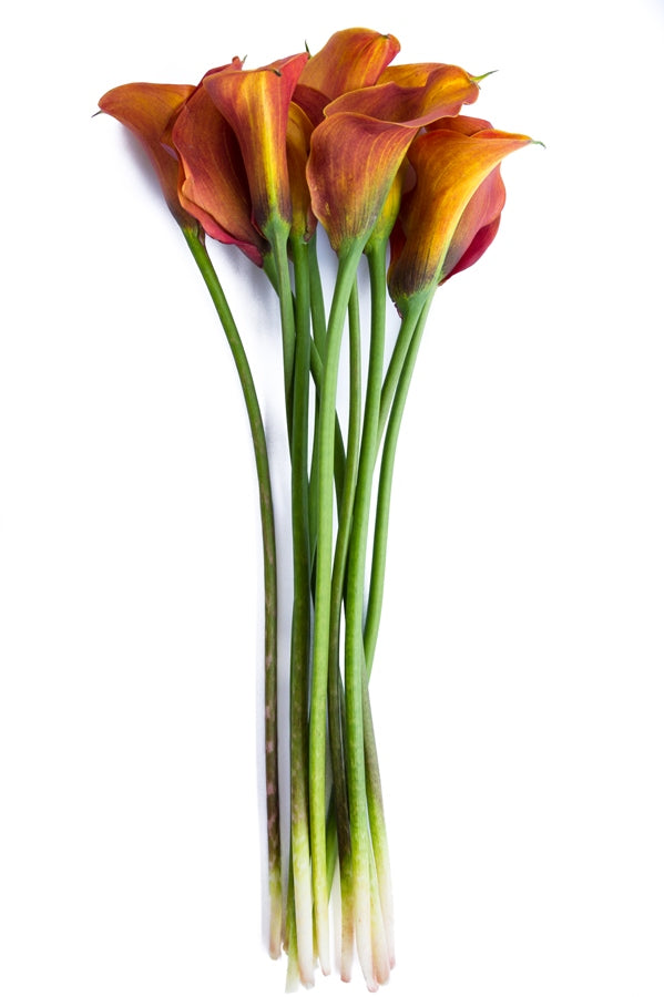 Orange Mini Calla