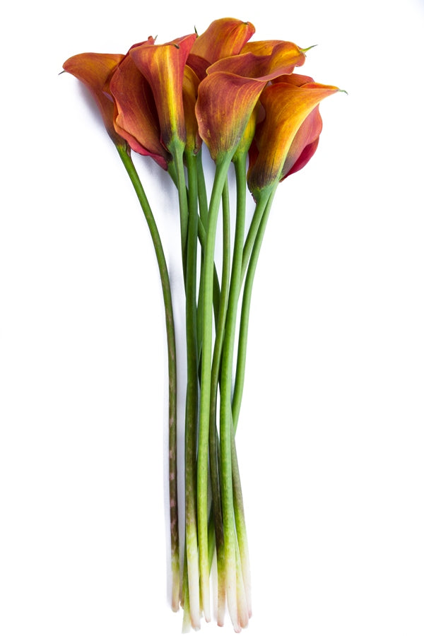 Orange Mini Calla