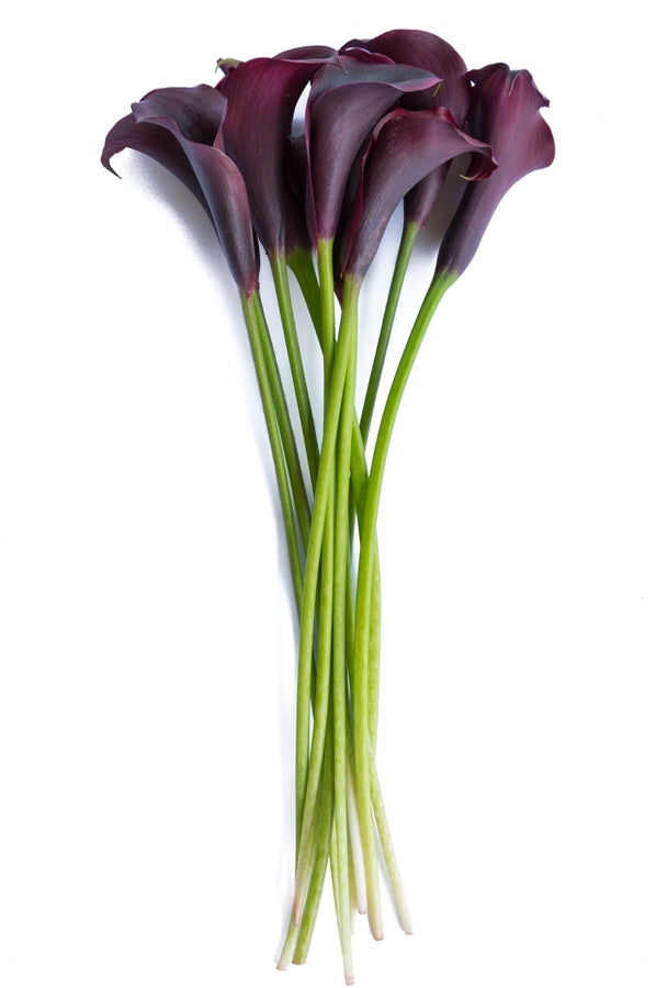 Black Mini Calla