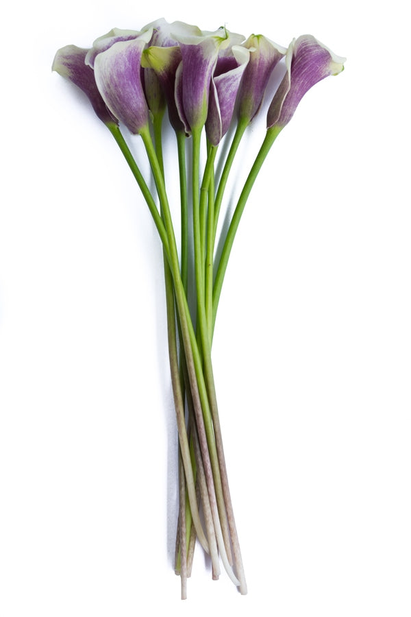 Picasso Bi-color Mini Calla