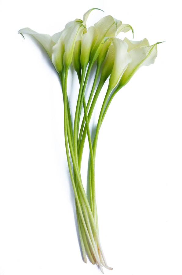 White Mini Calla