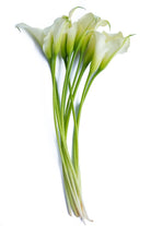 White Mini Calla
