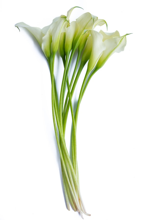 White Mini Calla