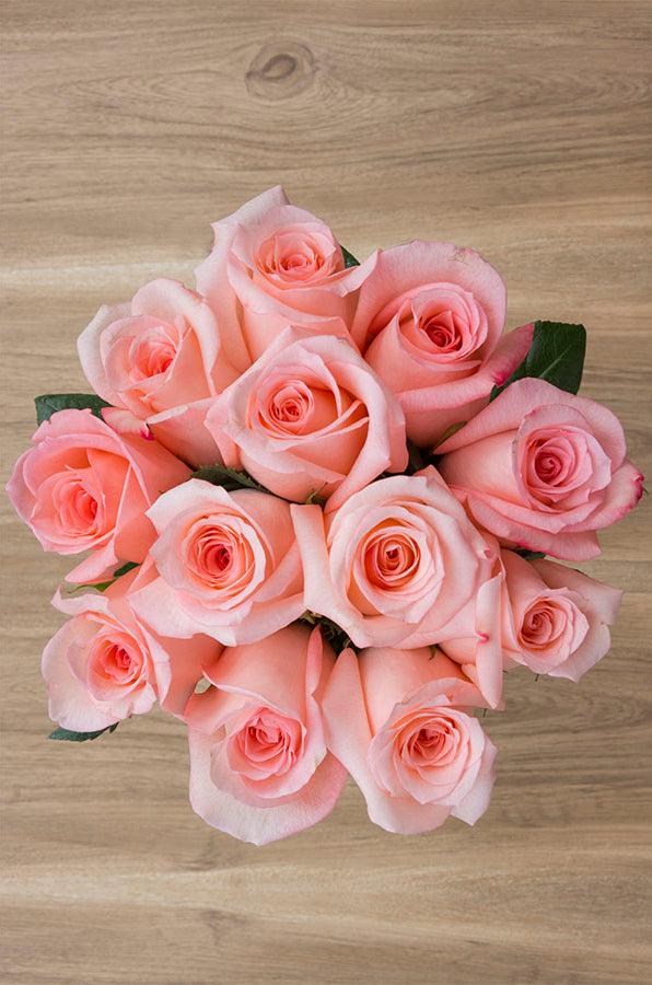 Imagination Rose