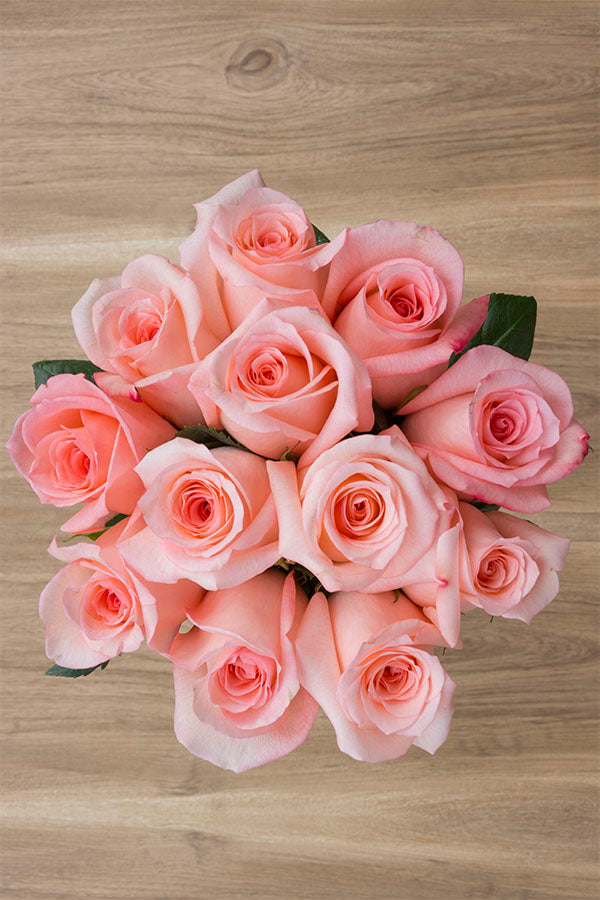 Imagination Rose