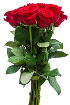 Devotion Red Rose