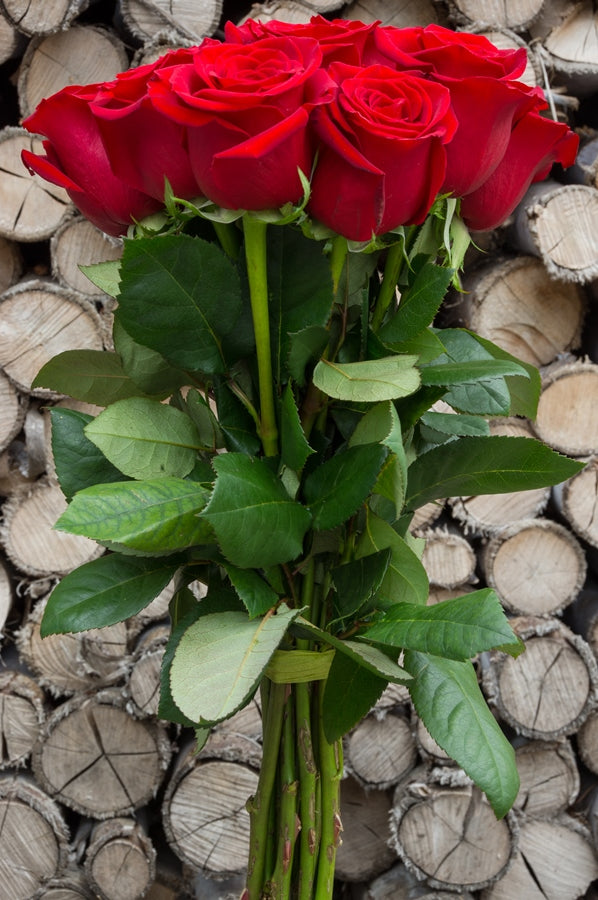 Devotion Red Rose