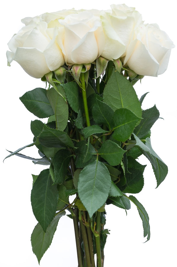 Mount Everest White Rose