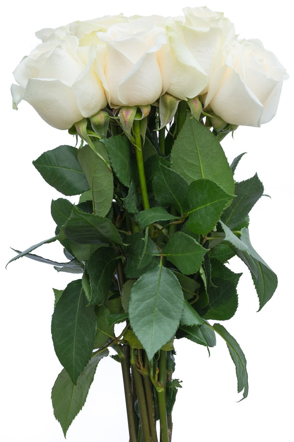 Mount Everest White Rose