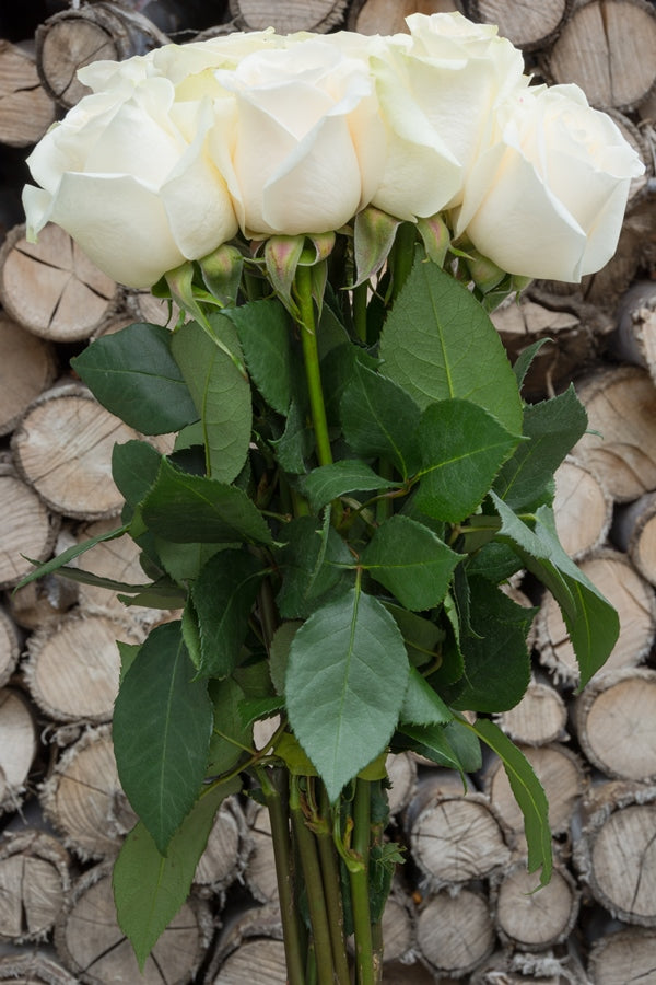 Mount Everest White Rose
