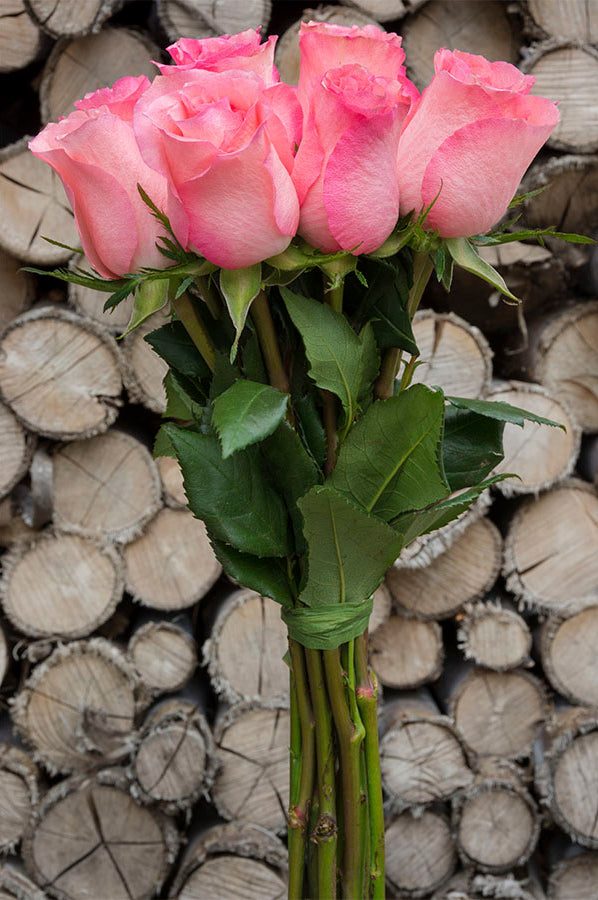 Rossini Rose