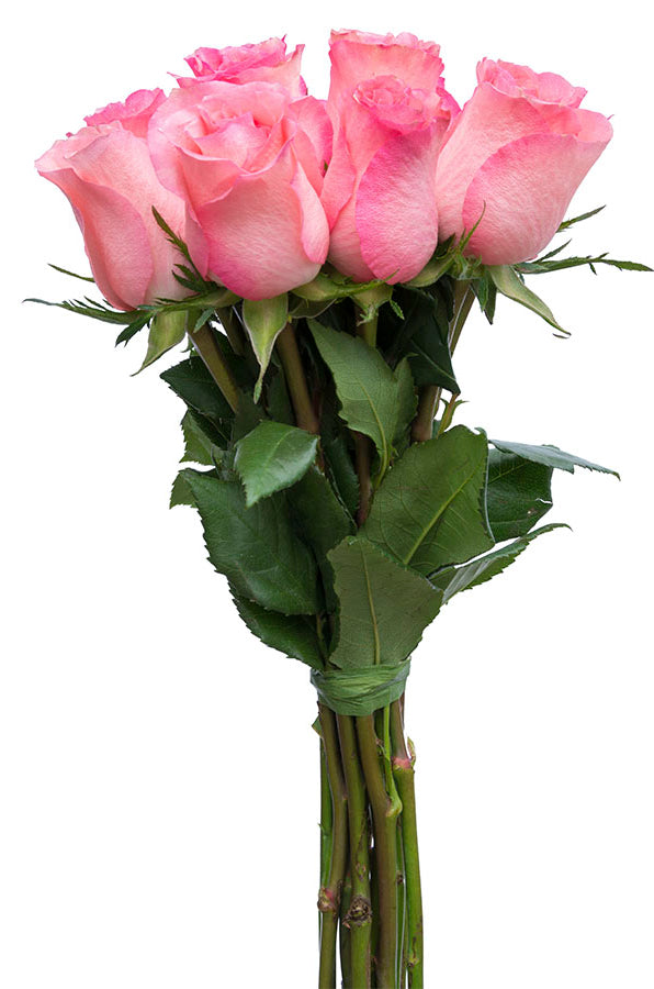 Rossini Rose