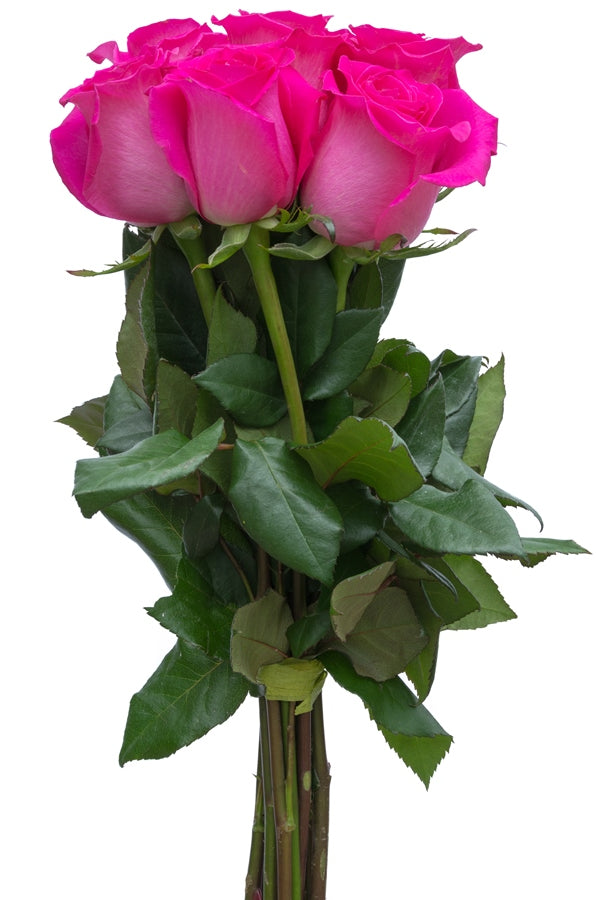 Hot Lady Pink Rose