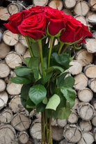 Forever Young Red Rose