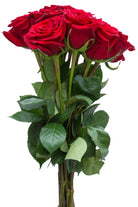 Forever Young Red Rose