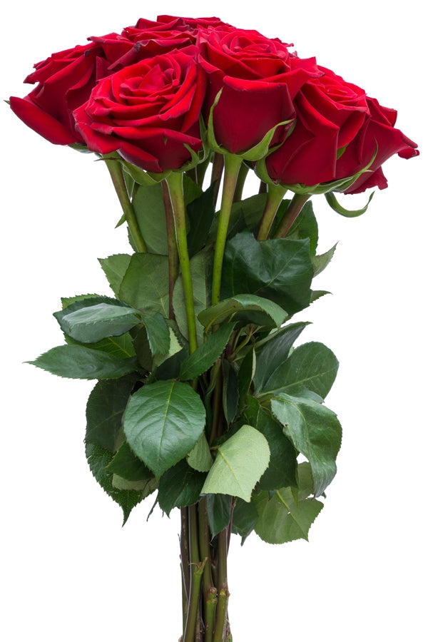 Forever Young Red Rose