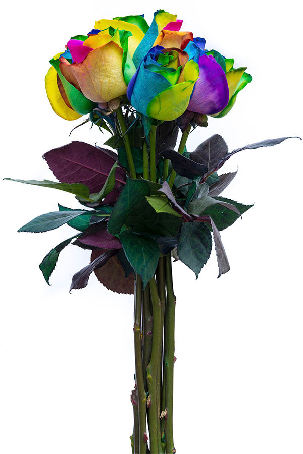 Rainbow Roses
