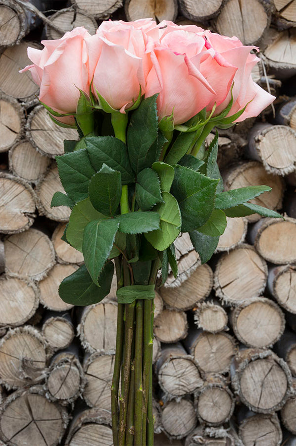 Imagination Rose