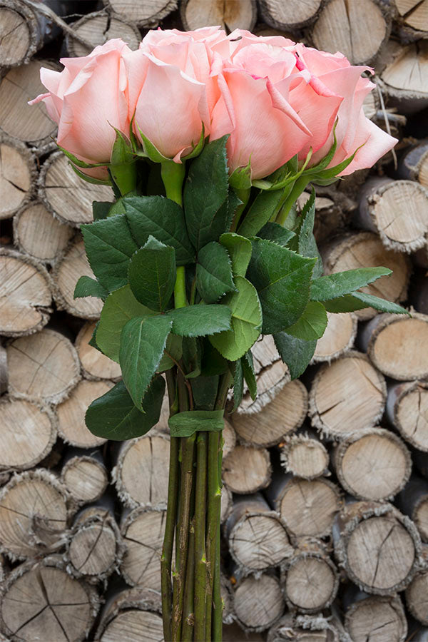Imagination Rose