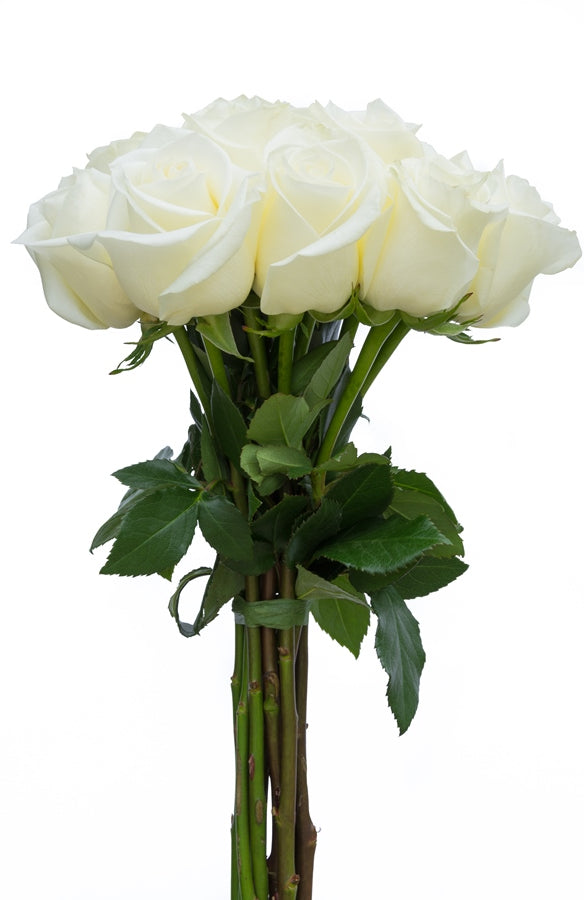 Blizzard White Rose