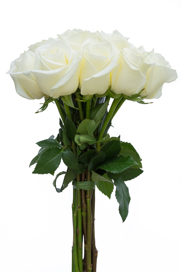 Blizzard White Rose