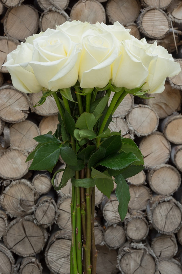 Blizzard White Rose