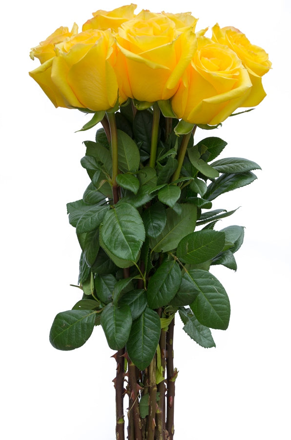 Conga Yellow Rose
