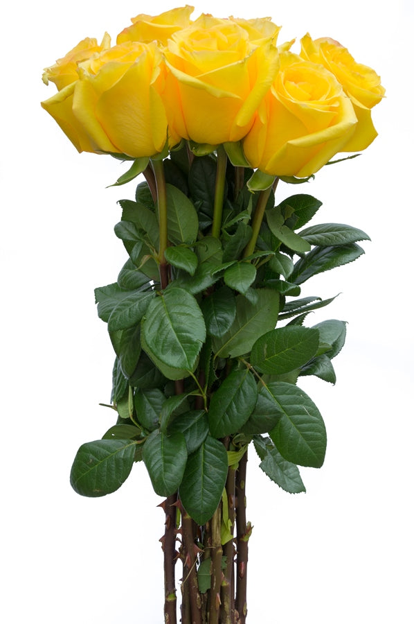 Conga Yellow Rose