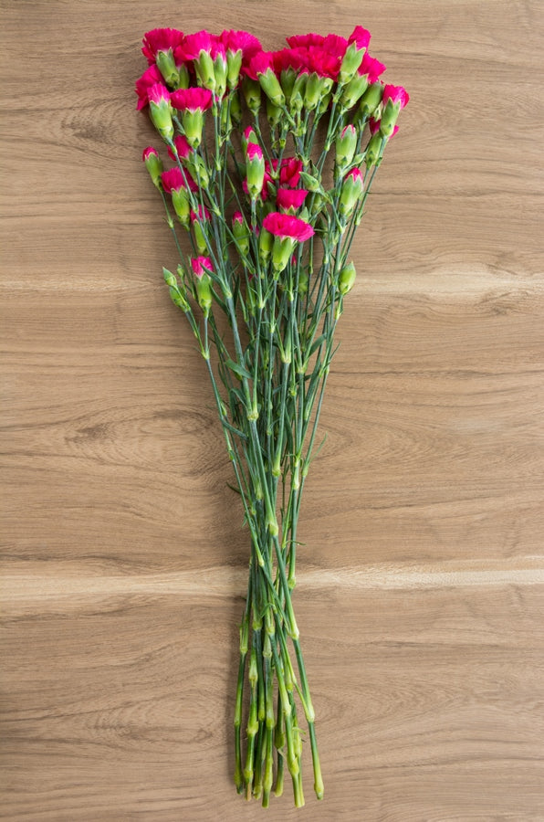 Hot Pink Mini Carnations