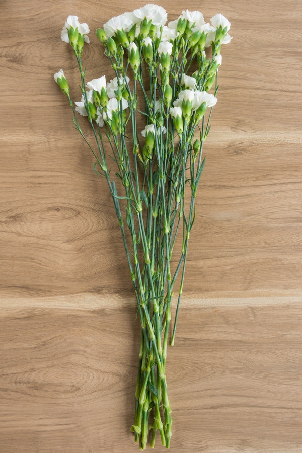 White Mini Carnations