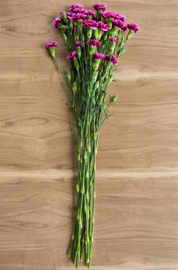 Purple Mini Carnations