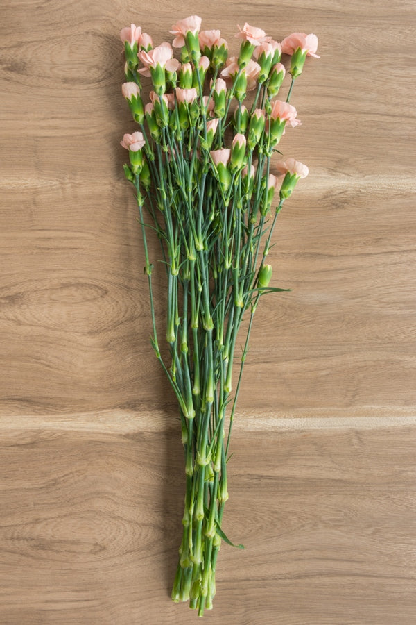 Peach Mini Carnations