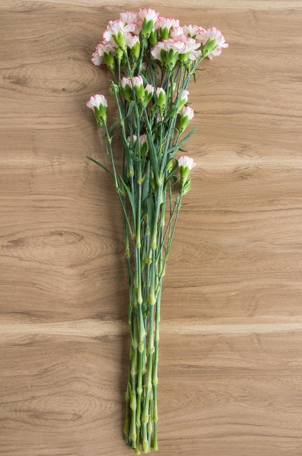 Pink & White Mini Carnations