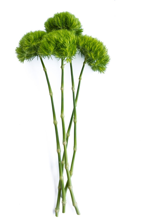 Green Ball