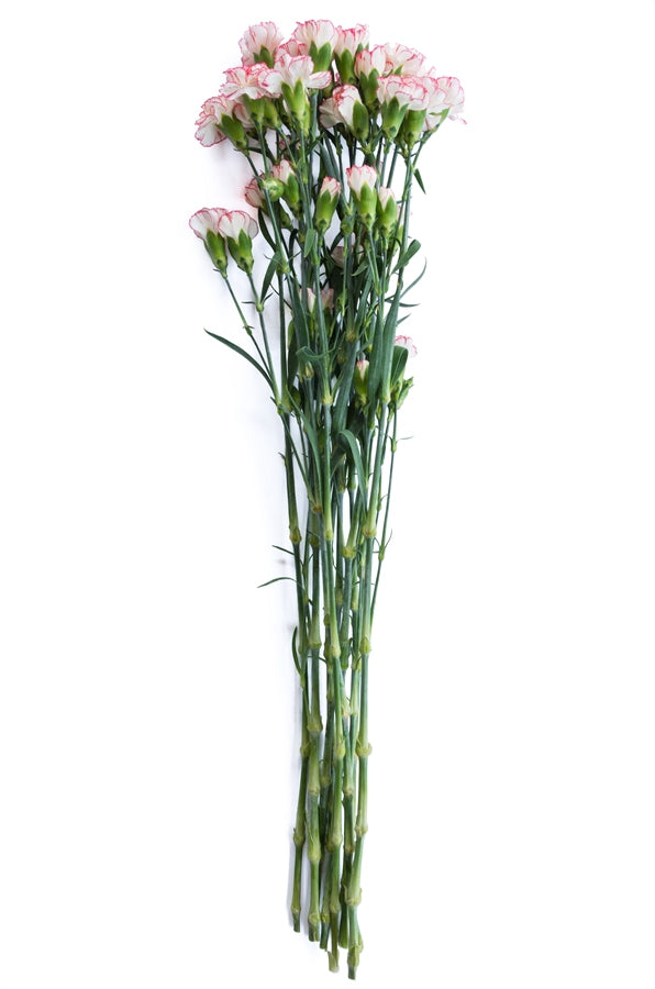 Pink & White Mini Carnations