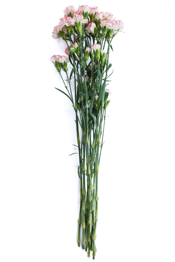 Pink & White Mini Carnations