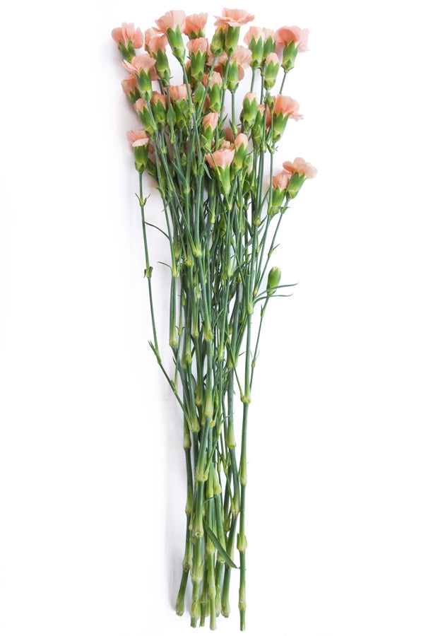 Peach Mini Carnations