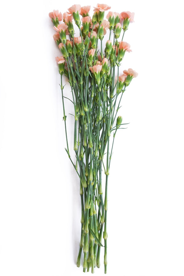 Peach Mini Carnations
