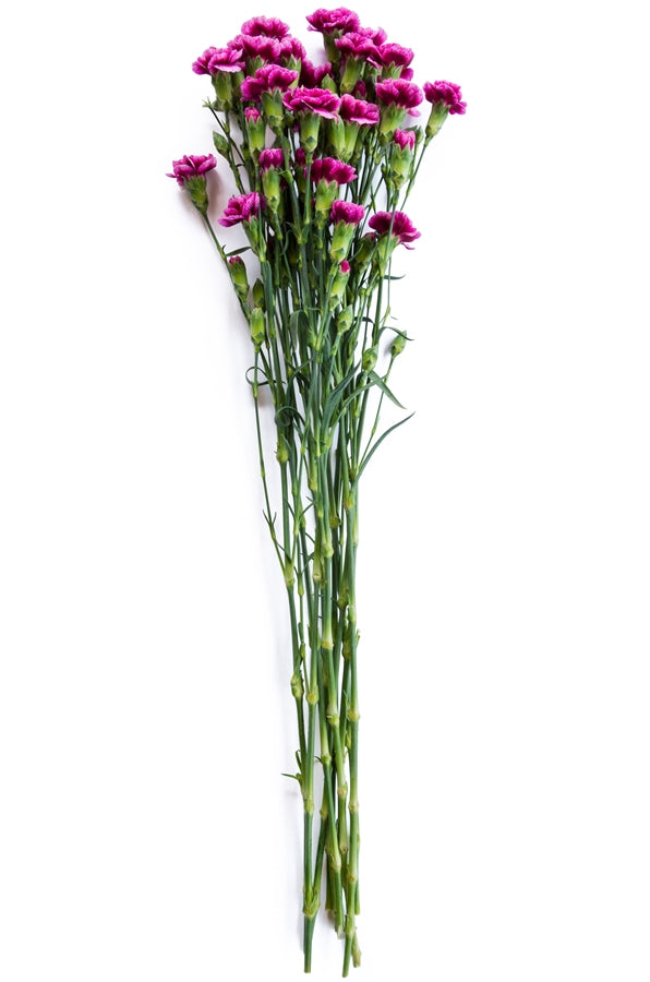Purple Mini Carnations