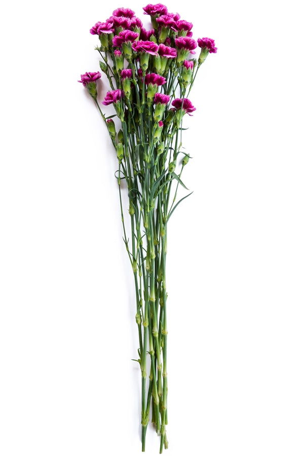 Purple Mini Carnations