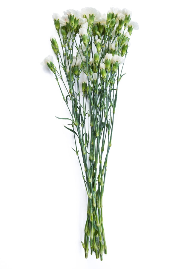 White Mini Carnations