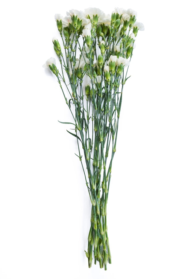 White Mini Carnations