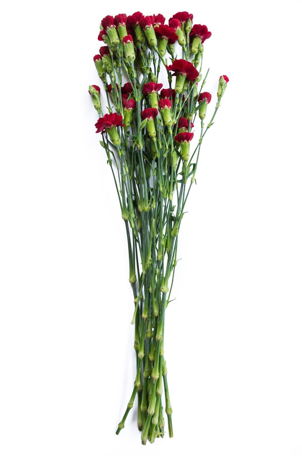 Red Mini Carnations