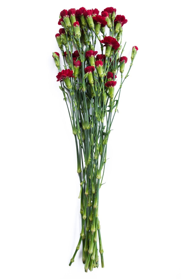 Red Mini Carnations