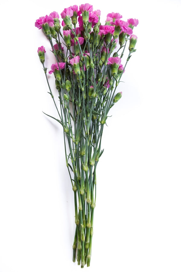 Lavender Mini Carnations