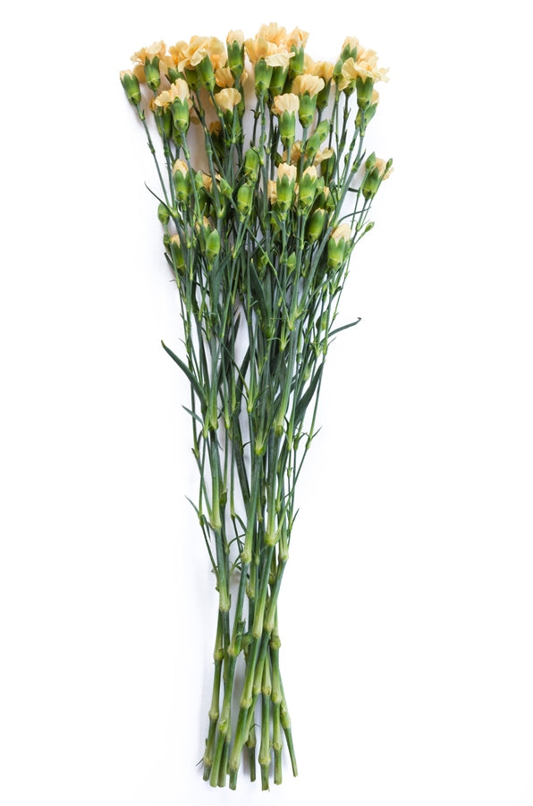 Yellow Mini Carnations