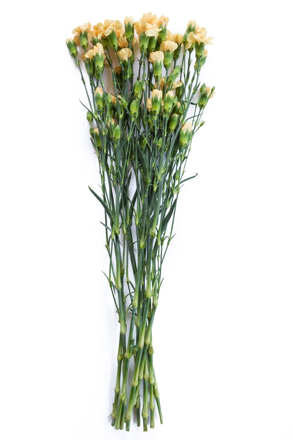 Yellow Mini Carnations