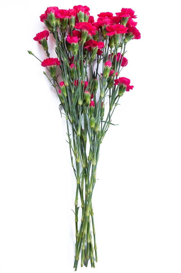 Hot Pink Mini Carnations