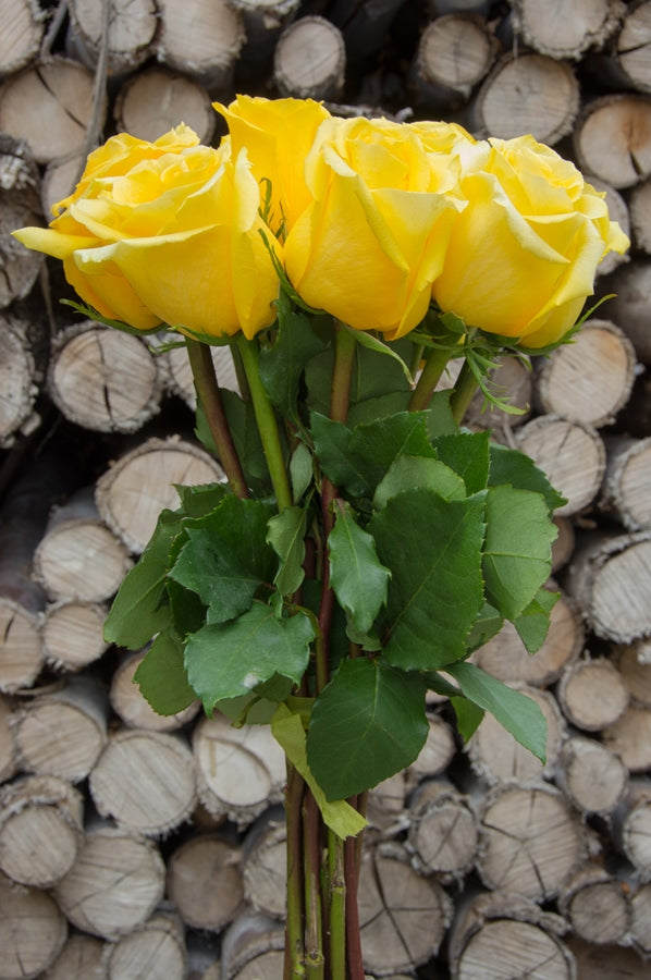 Gold Strike Yellow Rose