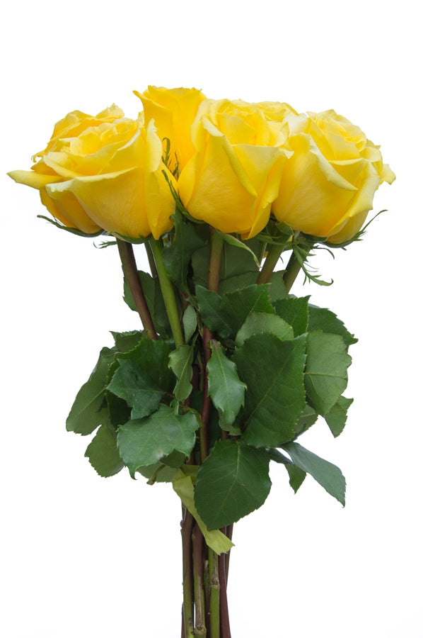 Gold Strike Yellow Rose